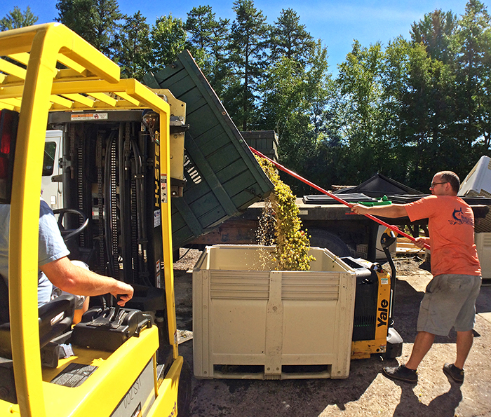 raking grapes